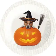 Happy Condoms Halloween Pumpkin Dog 1 st