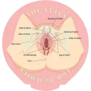 Happy Condoms The Vulva For Dummies 1 st